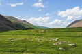 Alpine cows grazing, green slope of high mountains. Group of cows in the distance on a green pasture against the background of Royalty Free Stock Photo