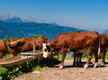 Alpine cows herd drinking water Royalty Free Stock Photo