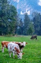 Alpine cows with horns, calfs, meadow, pasture, herd in front of forest, fir trees, famous Neuschwanstein Royalty Free Stock Photo