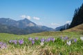 Alpine crocus in april, soft background Royalty Free Stock Photo