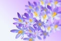 Alpine crocus spring flower on blurred background