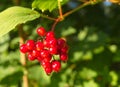 Red berries