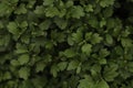 Alpine currant, leaves, garden, greenery background