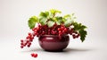 Alpine Currant plant on a pot on white background