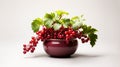 Alpine Currant plant on a pot on white background
