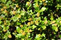 Alpine currant, or Ribes alpinum flowers in a garden Royalty Free Stock Photo