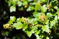 Alpine currant, or Ribes alpinum flowers in a garden Royalty Free Stock Photo