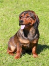 Alpine Dachsbracke dog