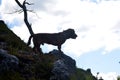 The Alpine Dachsbracke houd dog