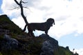 The Alpine Dachsbracke hunting dog