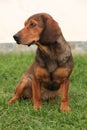 Alpine Dachsbracke