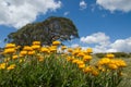 Alpine Daisies Royalty Free Stock Photo