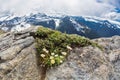 Alpine Daisies on Mt. Freemont in Washington Royalty Free Stock Photo