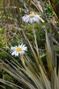 Alpine daisies Royalty Free Stock Photo