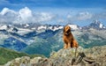 Alpine dog