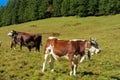 Alpine cows on the green meadow in the Alps