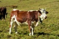 Alpine cow on the green meadow in the Alps