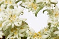 Alpine edelweiss flower forming a heart