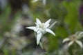 Alpine edelweiss