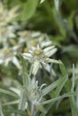 Alpine edelweiss