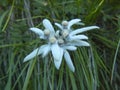 Alpine edelweiss flowers hidden in the grass