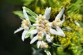 Alpine Edelweiss growing in the garden, a protected white mountain flower. Selective focus