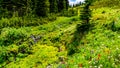 The Alpine fields and meadows surrounding Sun Peaks in British Columbia, Canada