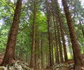 Alpine fir forest Royalty Free Stock Photo