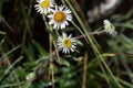 Alpine Fleabane Erigeron alpinus Royalty Free Stock Photo