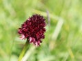 Alpine flora: Black Vanilla Orchid (nigritella nigra)