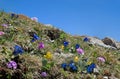 Alpine flora with blue gentian, pink primrose and auriculas