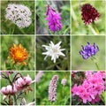 Alpine flora collage Royalty Free Stock Photo