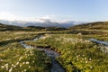 Alpine flora cottongrass eriophorum over the Swiss Grimsel Alps