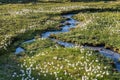 Alpine flora cottongrass eriophorum over the Swiss Grimsel Alps