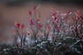 Alpine flora