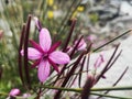Alpine flora - Epilobium dodonaei Royalty Free Stock Photo
