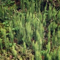 Alpine flora of horsetails and lichens - vintage effect photo.