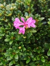 Alpine flora - Rhododendron myrtifolium Royalty Free Stock Photo
