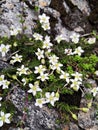 Alpine flora -  Saxifraga bryoides Royalty Free Stock Photo