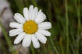 Alpine flora, Slovenia Royalty Free Stock Photo