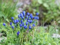 Alpine Flora - Snow Gentian