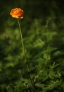 Alpine flower in Altai Mountains, july 2016 Royalty Free Stock Photo