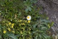 The alpine flower Bellidiastrum michelii