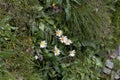 The alpine flower Bellidiastrum michelii
