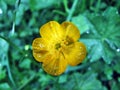 Alpine flower on the Churfirstein mountain range in the Toggenburg region