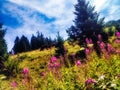 Alpine flower field medow in france Royalty Free Stock Photo
