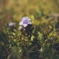 Alpine flower, Gentiana dahurica blue flowers Royalty Free Stock Photo