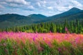 Alpine flower meadow, mountain pine tree forest Royalty Free Stock Photo
