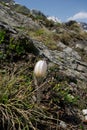 Alpine flower : Pulsatilla vernalis