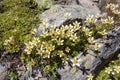 Alpine flower Saxifraga Bryoides mossy saxifrage, Aosta valley, Italy. Royalty Free Stock Photo